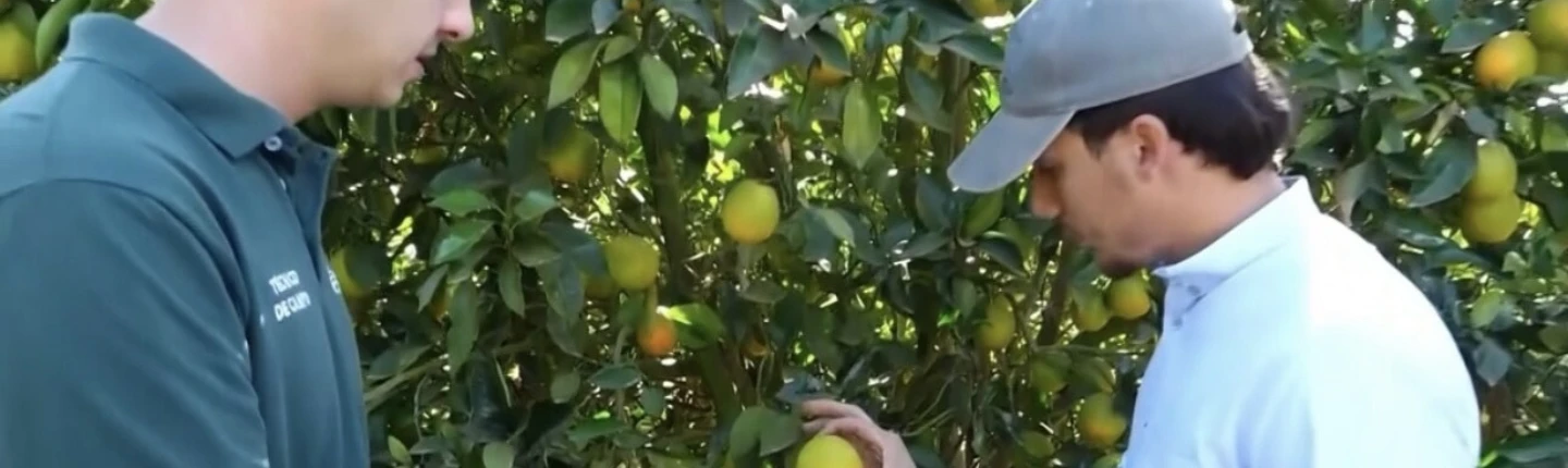 Nosso papel é fornecer dados e análises atualizadas que confiram autoridade aos produtores rurais goianos em suas decisões no campo.