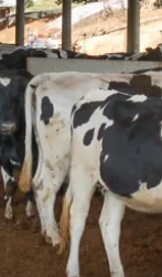 Gestão